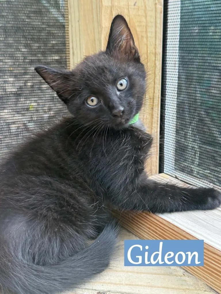 Gideon thumbnail 2