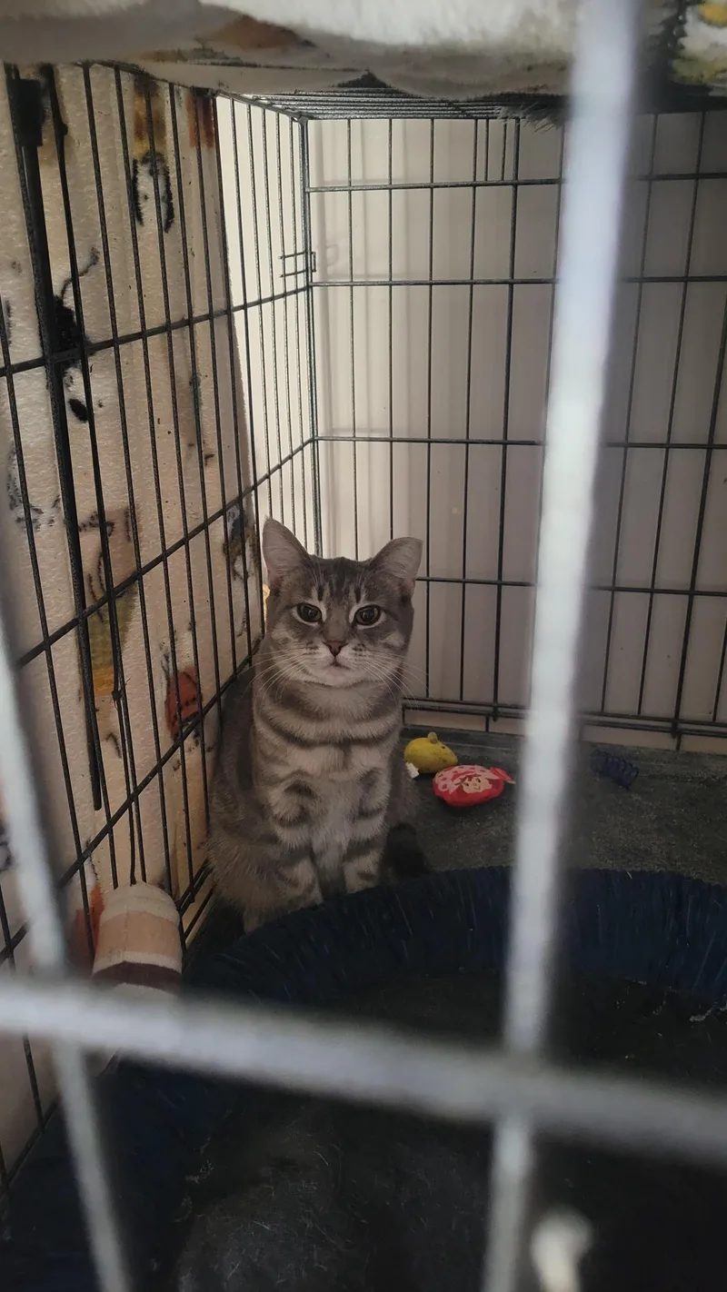 A young medium-sized female Tabby (Gray / Blue / Silver) Domestic Short Hair cat named Ash for adoption in Highland, IN