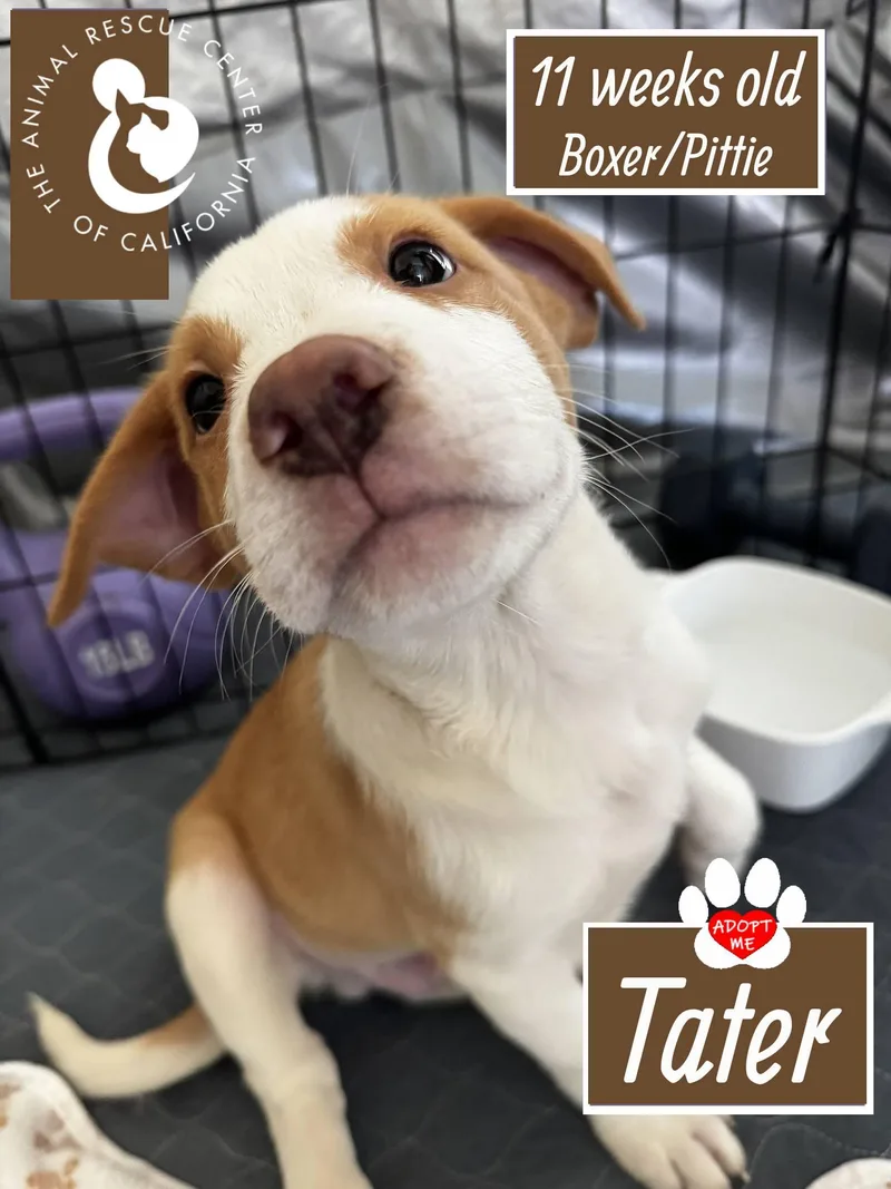 A baby medium-sized male White / Cream Pit Bull Terrier dog named Tater for adoption in Coachella, CA