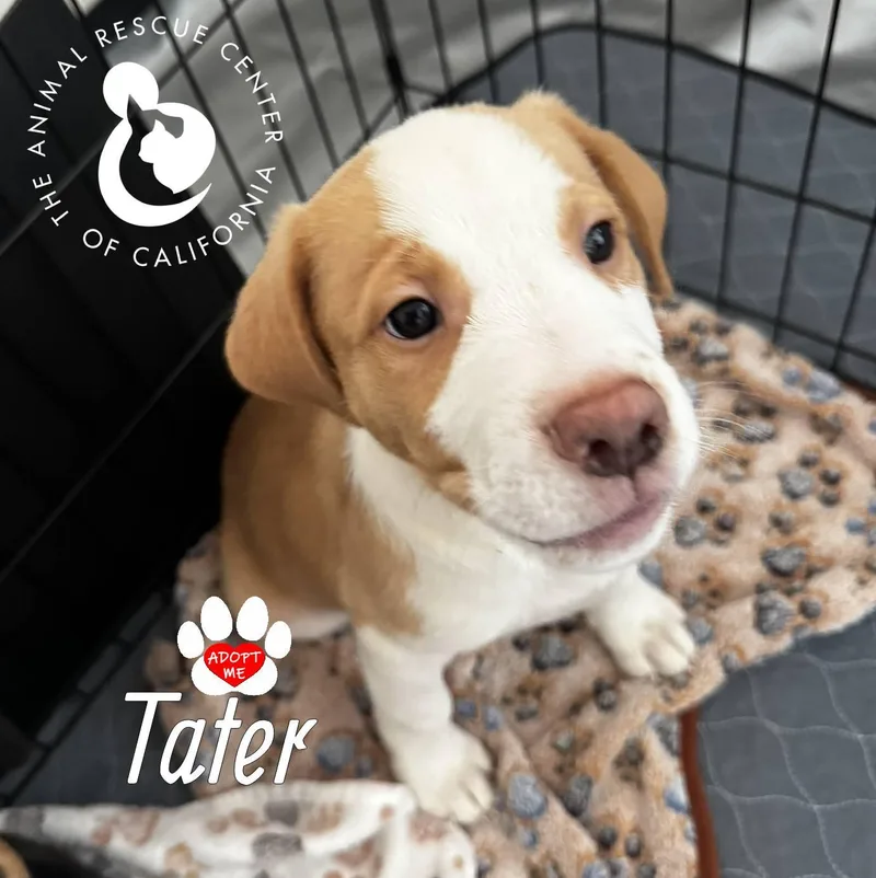 Tater thumbnail 2