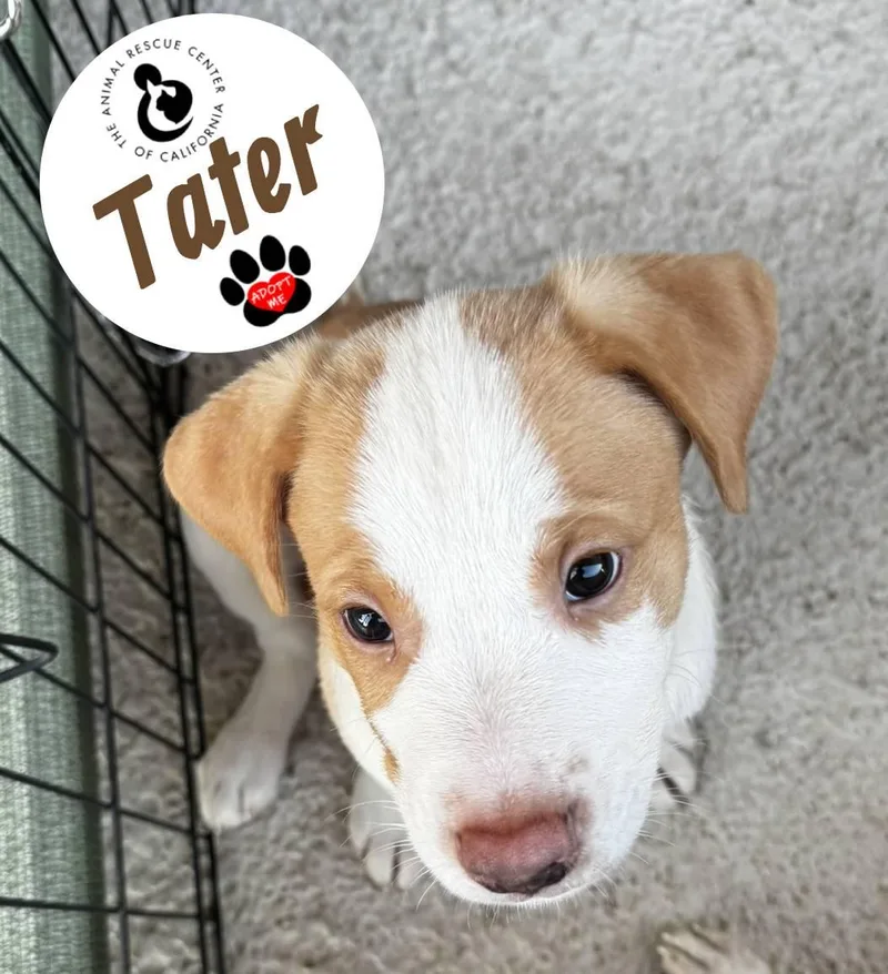 Tater thumbnail 5