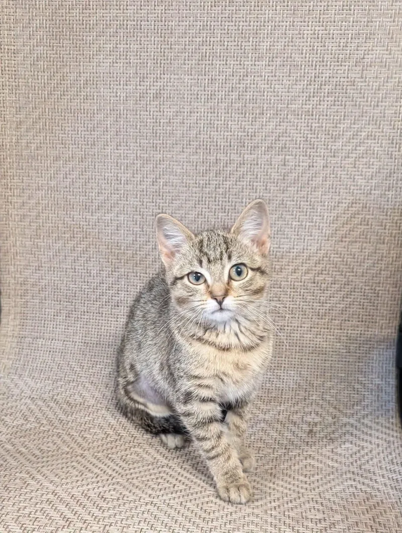 A baby small-sized female Tabby (Brown / Chocolate) Domestic Short Hair cat named Emmy for adoption in Muncie, IN