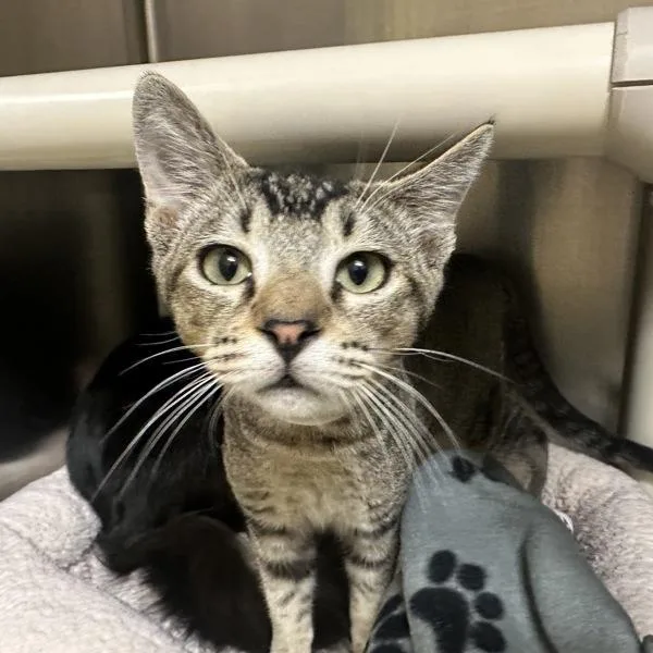 A baby medium-sized male Domestic Short Hair cat named Sombrero for adoption in Walnut Creek, CA