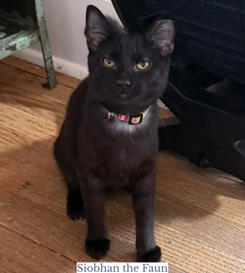 Brinlee The Banshee thumbnail 3