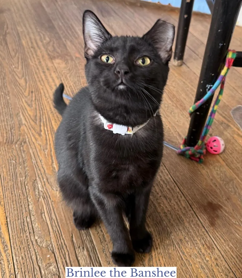 Brinlee The Banshee thumbnail 5