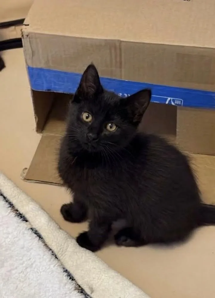 A baby medium-sized male Black Domestic Short Hair cat named Olive for adoption in Lafayette, CO