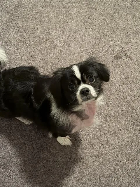 An adult small-sized male Shih Tzu dog named Maylon for adoption in Boston, MA