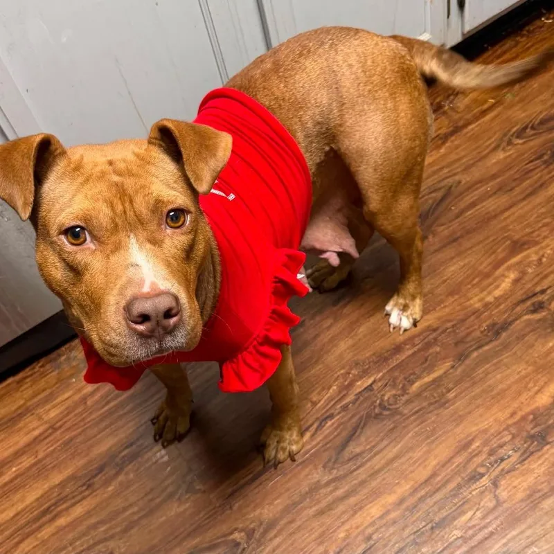 An adult medium-sized female Brown / Chocolate American Staffordshire Terrier dog named Gingy for adoption in Jarrettsville, MD