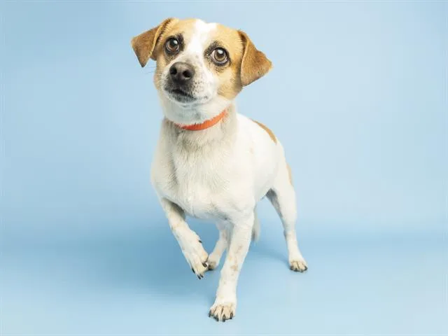 A young small-sized male Beagle dog named Ernie for adoption in Phoenix, AZ