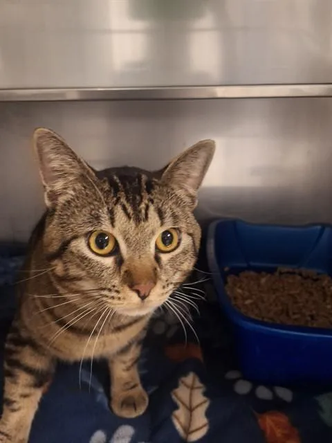 A young small-sized male Domestic Short Hair cat named Goob for adoption in Killeen, TX