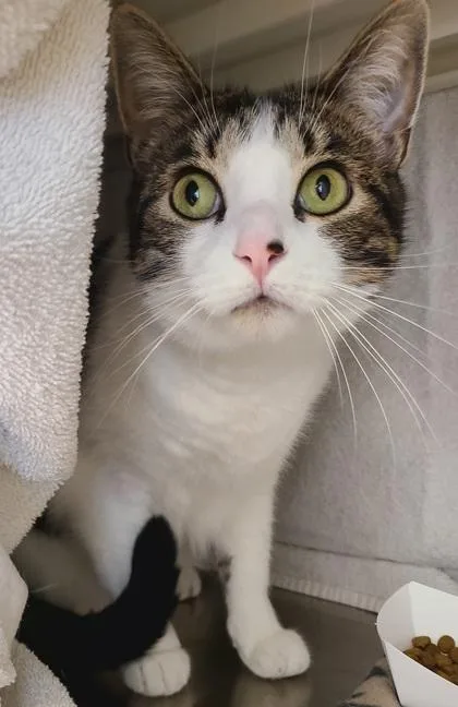 An adult large-sized female White Domestic Short Hair cat named Feat Kendrick Lamar for adoption in Kansas City, MO