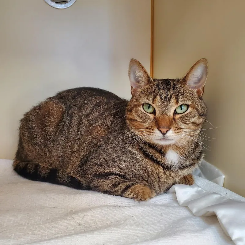 An adult medium-sized female Brown / Chocolate Domestic Short Hair cat named Sami for adoption in Delaware, OH