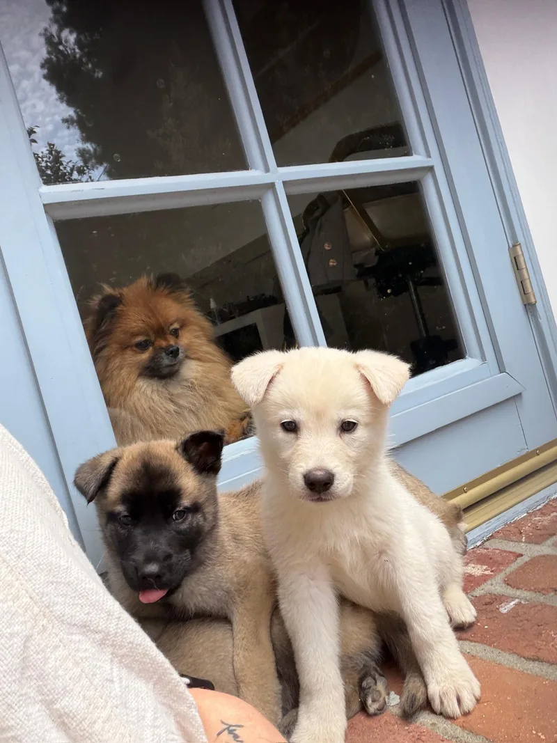 A baby small-sized male Shepherd dog named Jasper for adoption in santa monica, CA