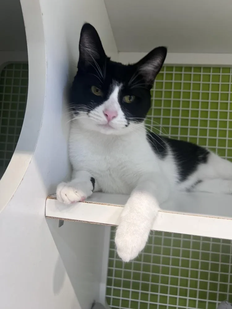 An adult medium-sized male Domestic Short Hair cat named Verso for adoption in Blanchard, OK