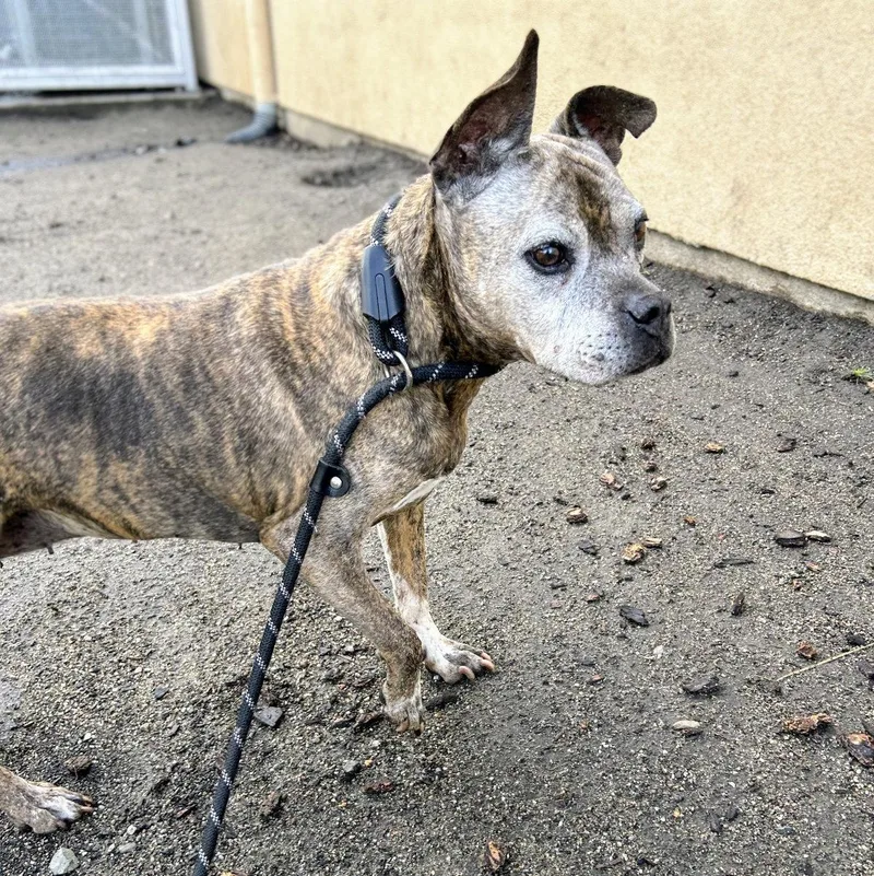 A senior large-sized female Mixed Breed dog named Fergie for adoption in Oakland, CA