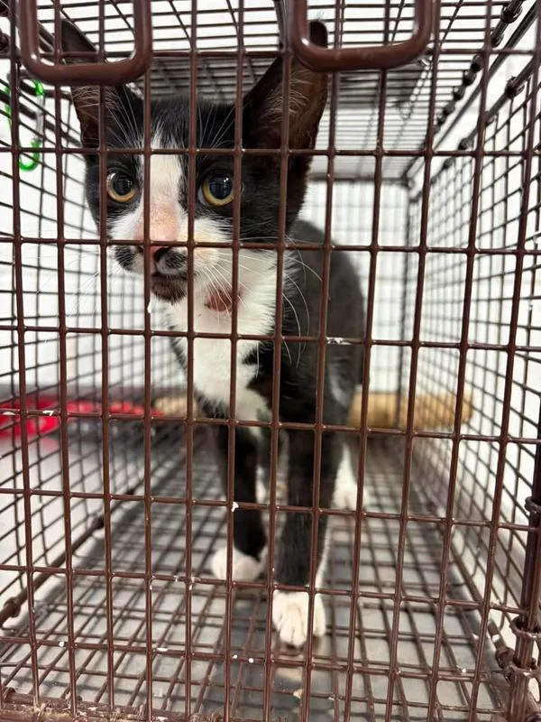 A baby small-sized female Domestic Short Hair cat named Kendra for adoption in Morristown, TN
