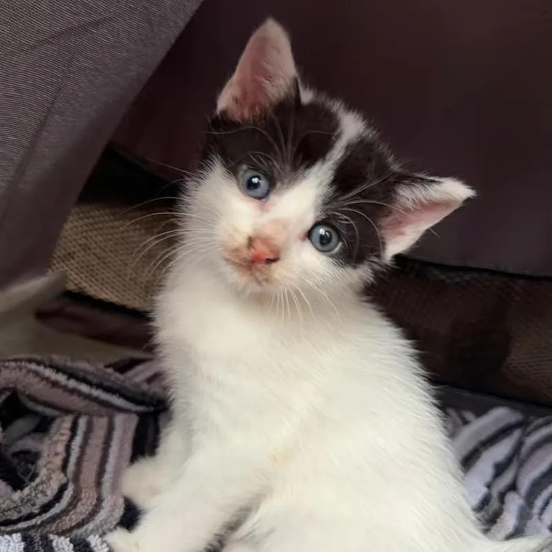 A baby small-sized male White Domestic Short Hair cat named Prince for adoption in Wilmington, DE