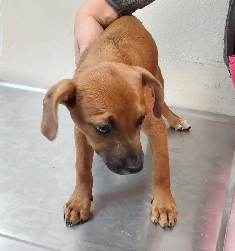 A baby medium-sized female Terrier dog named Border Collie Puppy for adoption in Mocksville, NC