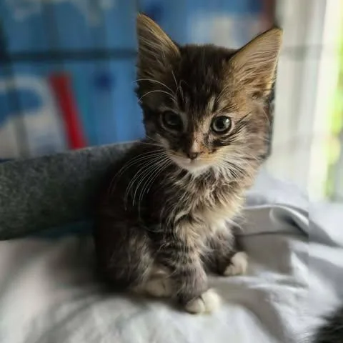 A baby medium-sized male Tabby (Brown / Chocolate) Domestic Medium Hair cat named Luke for adoption in Santa Clara, CA
