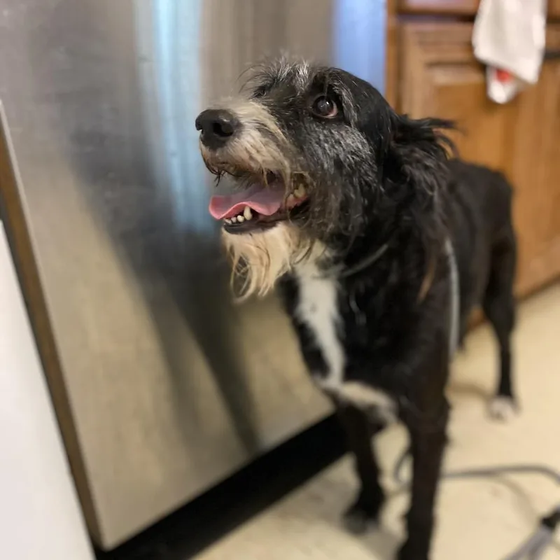 An adult medium-sized female Schnauzer dog named Ruby for adoption in Denison, TX