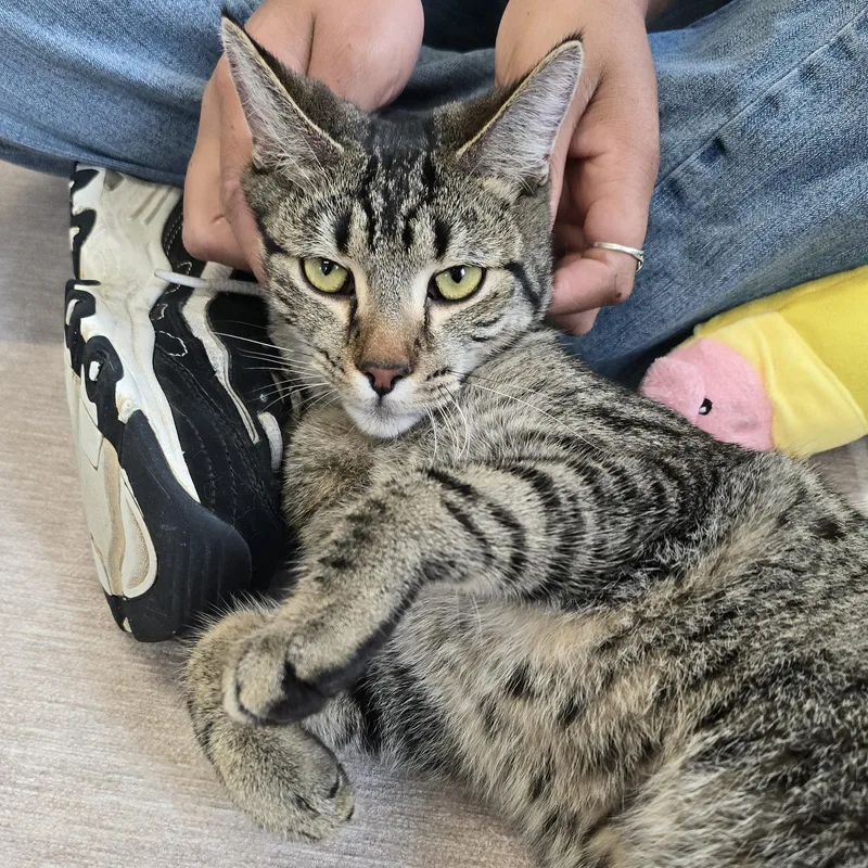 An adult medium-sized male Tabby (Brown / Chocolate) Domestic Short Hair cat named Konnichiwa for adoption in Nashville, TN
