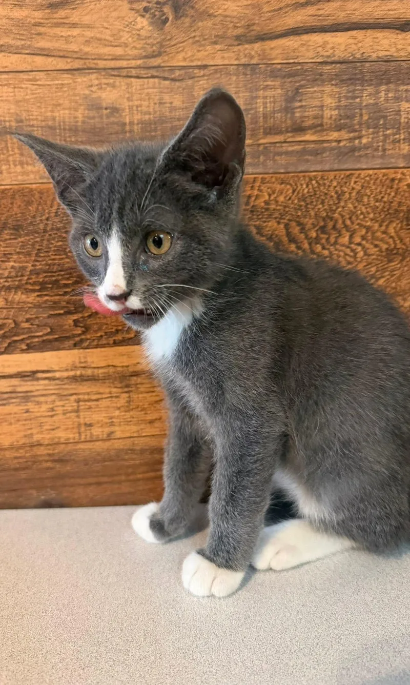 Klaus
