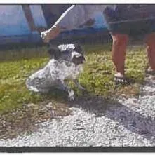 A young medium-sized male Australian Cattle Dog / Blue Heeler dog named Cassius for adoption in Tampa, FL