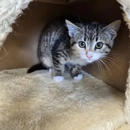A baby small-sized female Domestic Short Hair cat named Eliza for adoption in Janesville, WI