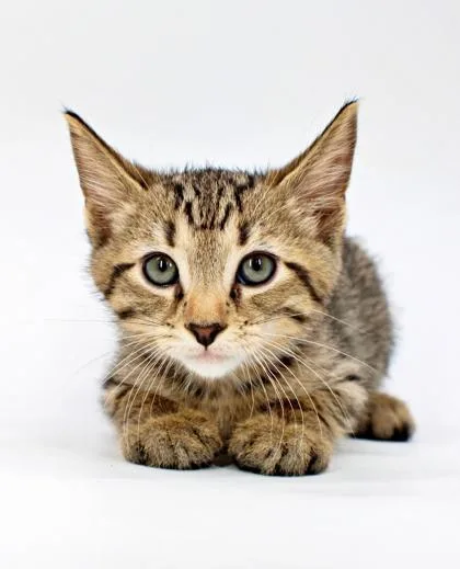 A baby small-sized male Domestic Short Hair cat named Harry for adoption in Morton Grove, IL