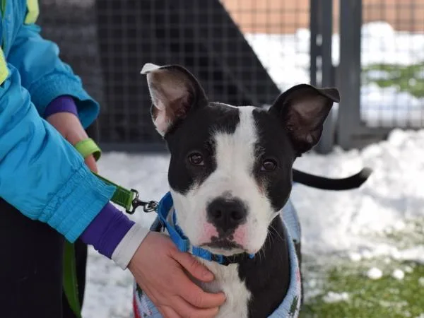 An adult medium-sized female Mixed Breed dog named Chai for adoption in Ridgewood, NY