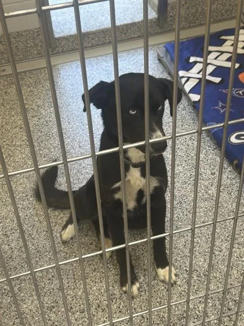 A young large-sized male Mixed Breed dog named Blue for adoption in Palmetto, FL