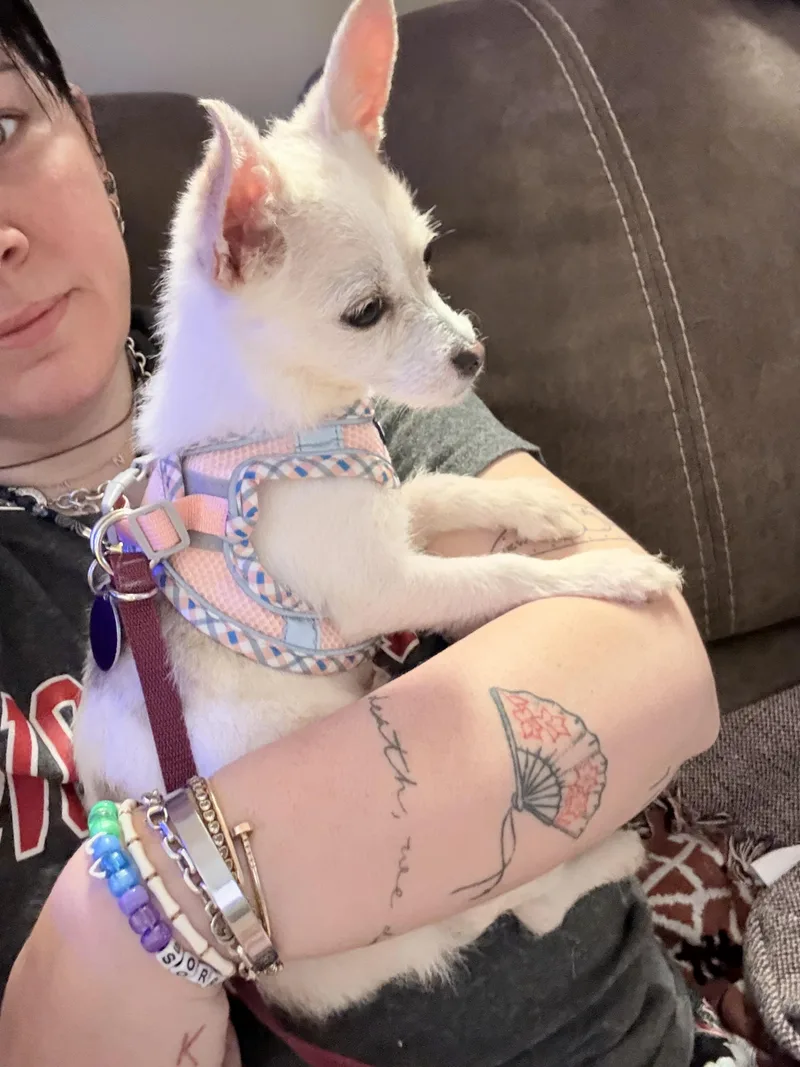 A baby small-sized female Chihuahua dog named Peach for adoption in Hillsborough, NC