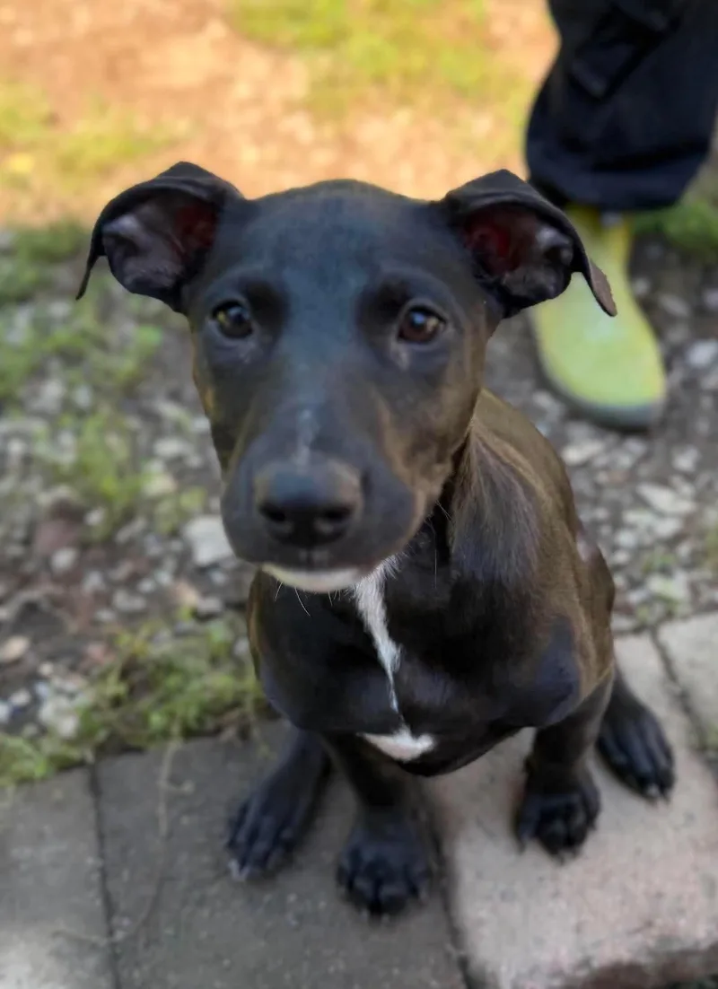 A baby medium-sized female Black Mixed Breed dog named Bonnie for adoption in BONIFAY, FL