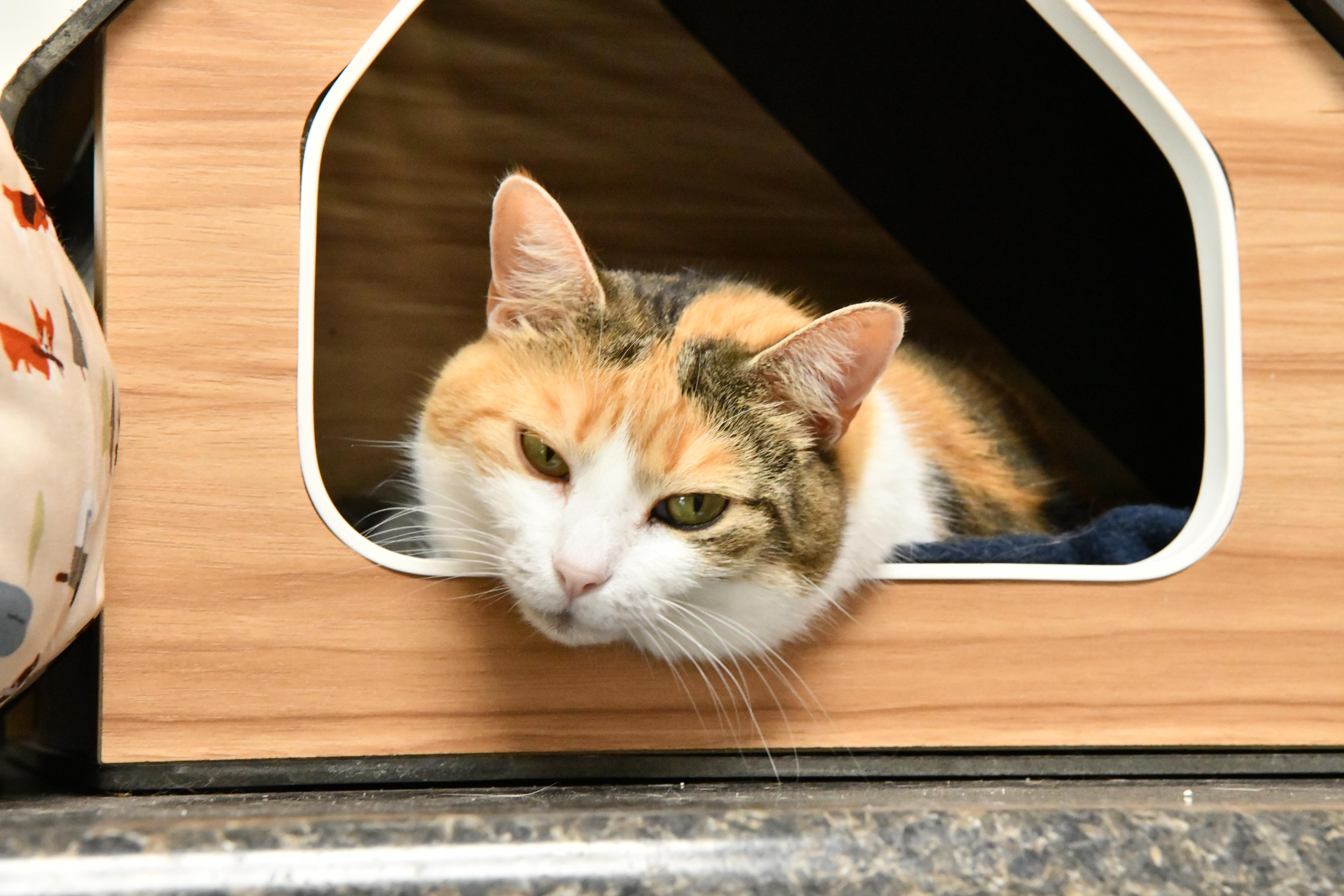 An adult medium-sized female Calico Domestic Short Hair cat named Athena for adoption in Fairhope, AL