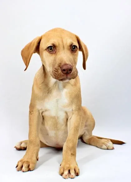 A baby large-sized male Labrador Retriever dog named Flip for adoption in Morton Grove, IL