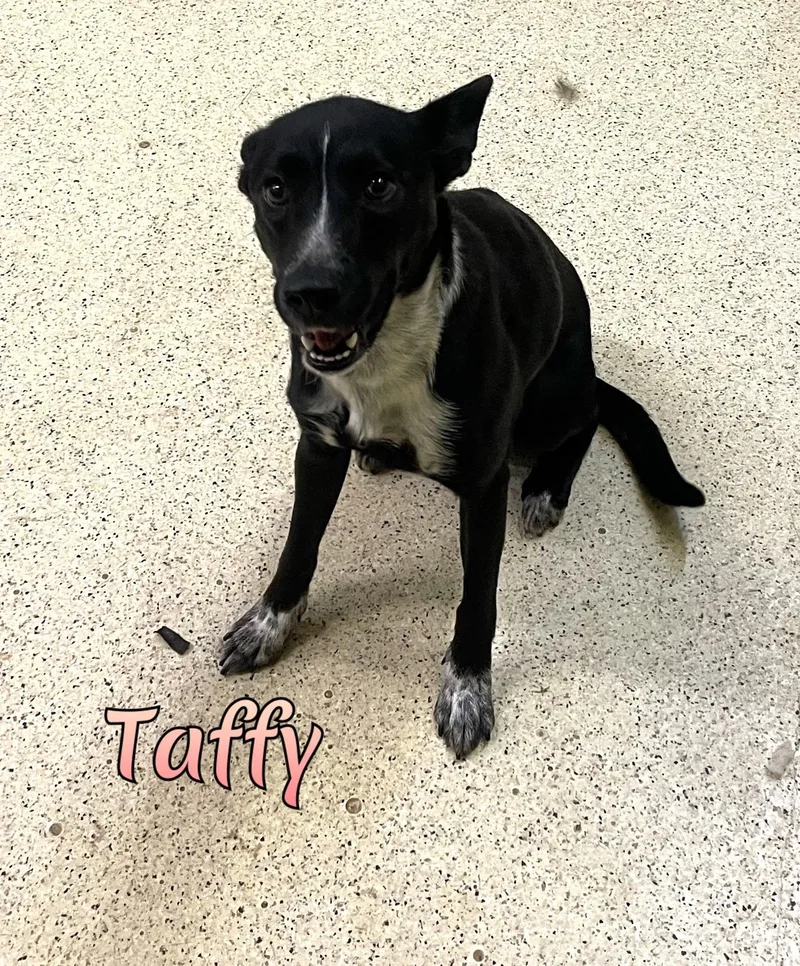 An adult medium-sized female Australian Cattle Dog / Blue Heeler dog named Taffy for adoption in Muncie, IN