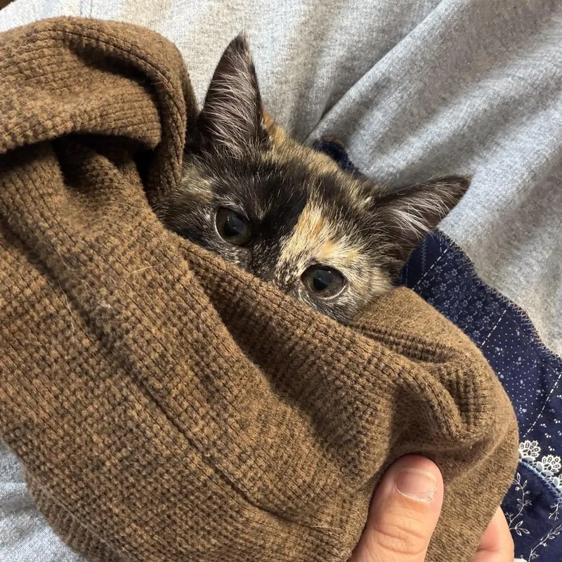 A baby small-sized female Tortoiseshell Domestic Short Hair cat named Mabel for adoption in Huntsville, AL