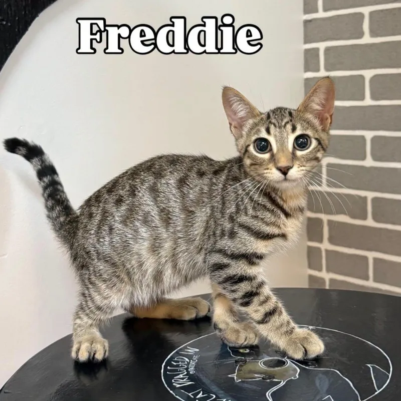 A baby medium-sized male Tabby (Buff / Tan / Fawn) Domestic Short Hair cat named Freddie at Fat Cat for adoption in Tallahassee, FL