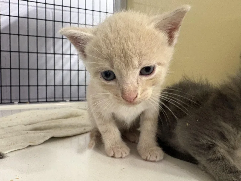 A baby medium-sized male Buff / Tan / Fawn Domestic Short Hair cat named James for adoption in Monticello, GA