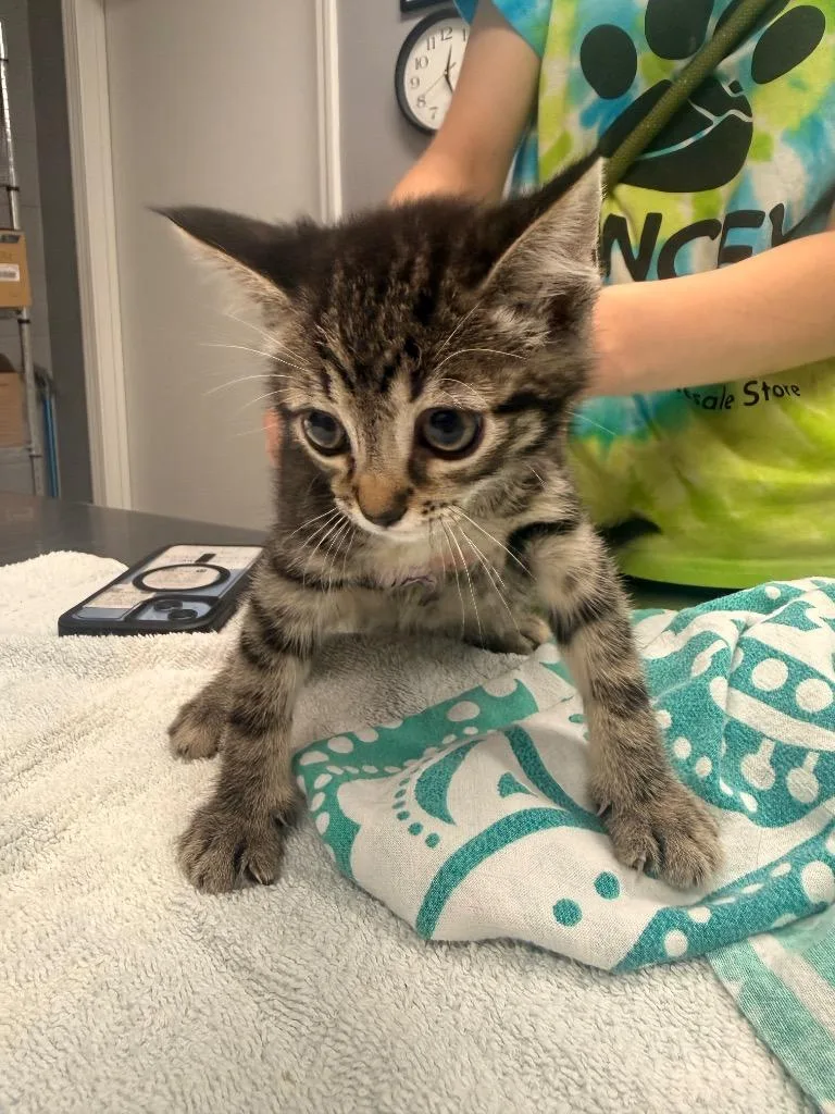 A baby medium-sized female Domestic Short Hair cat named Simpson for adoption in Burnsville, NC
