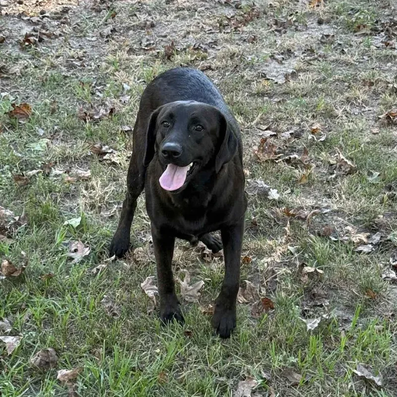 Jj