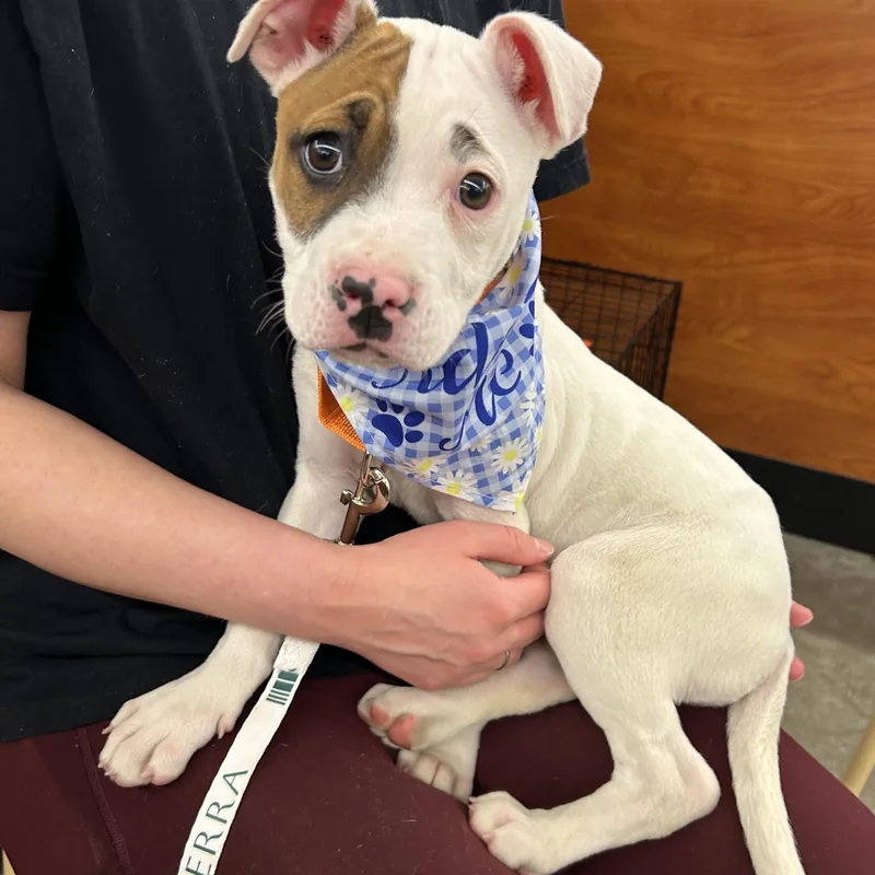 Carla Cutiepie  Local thumbnail 2