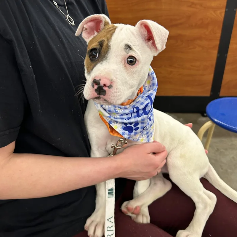 Carla Cutiepie  Local thumbnail 3