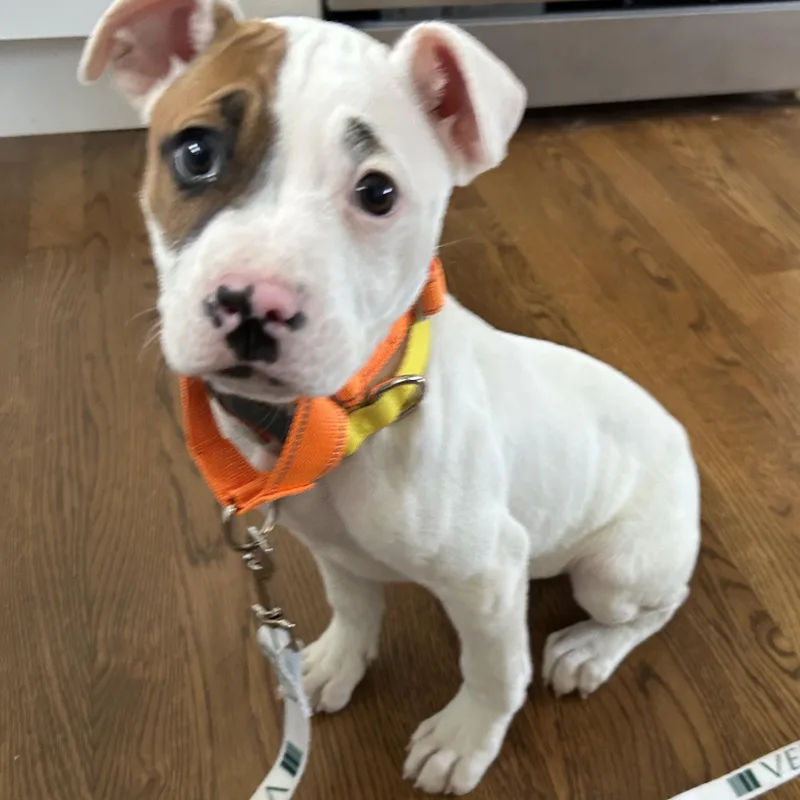 Carla Cutiepie  Local thumbnail 4