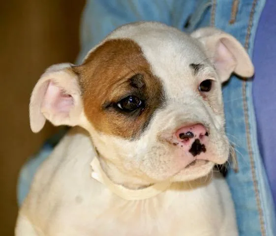 Carla Cutiepie  Local thumbnail 5