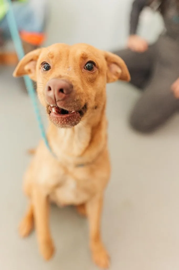An adult medium-sized male Pit Bull Terrier dog named Little Man for adoption in Lawrenceburg, TN