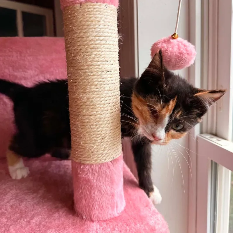 A baby small-sized female Calico Domestic Short Hair cat named Piper for adoption in Woodstock, VA