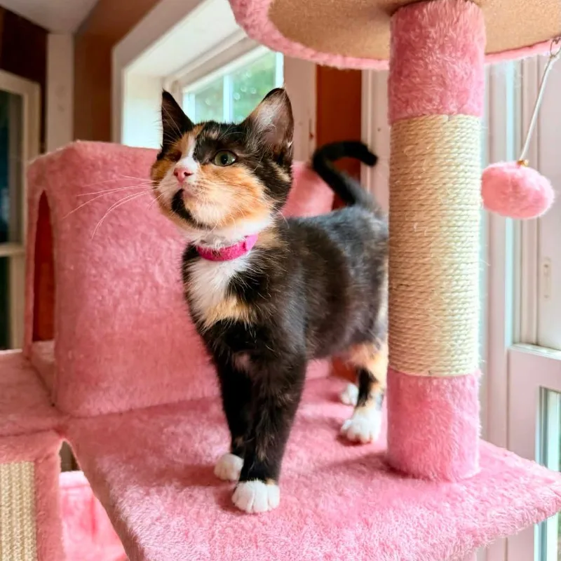 Piper thumbnail 3