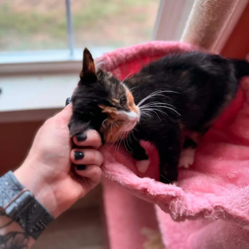 Piper thumbnail 4