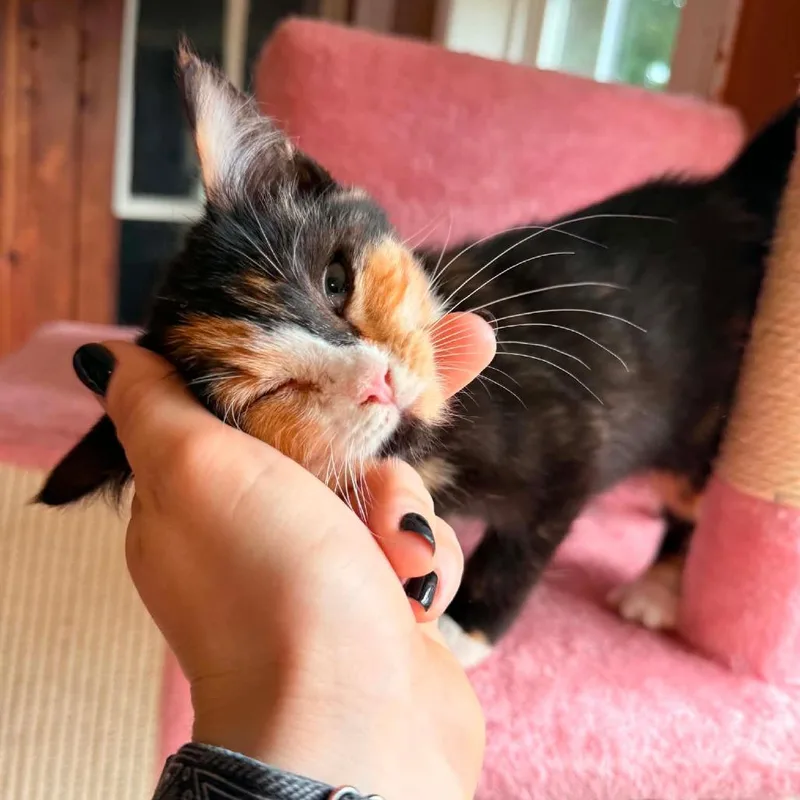 Piper thumbnail 5
